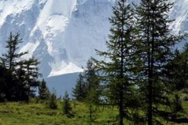 Травяные сборы: безопасно ли такое лечение?