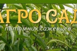 Персиковый сад