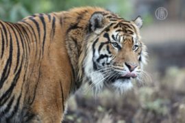Перепись бенгальских тигров стартовала в Непале