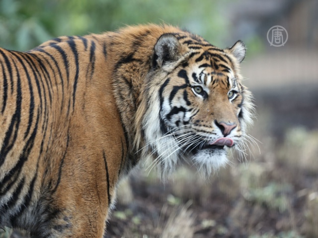 Перепись бенгальских тигров стартовала в Непале