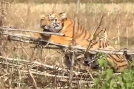 В Индии дикий тигр застрял в заборе