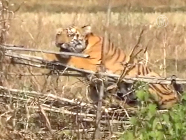 В Индии дикий тигр застрял в заборе